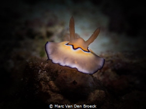 nudicolors by Marc Van Den Broeck 